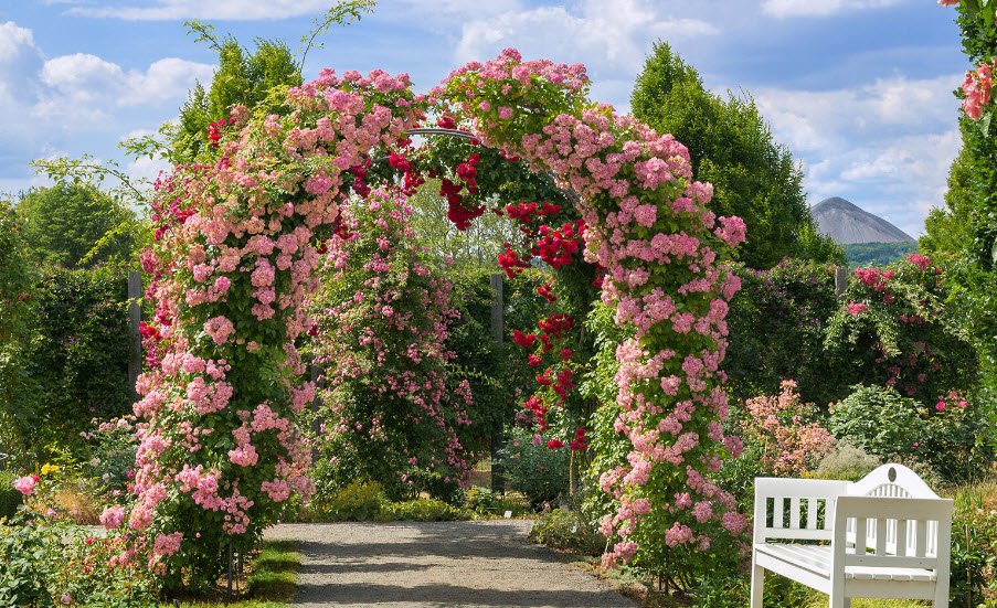 Europa-Rosarium, Sangerhausen, Germany, Germany